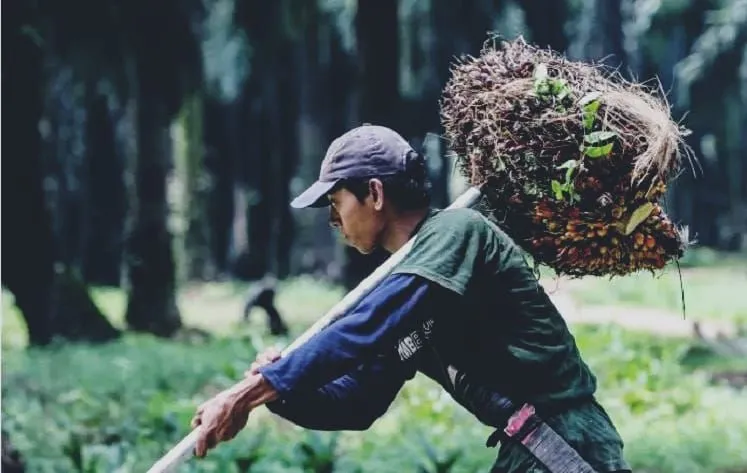 Industri Sawit Masih Jadi Penopang Ekonomi, Pemerintah Perkuat Hilirisasi dan Sertifikasi ISPO
