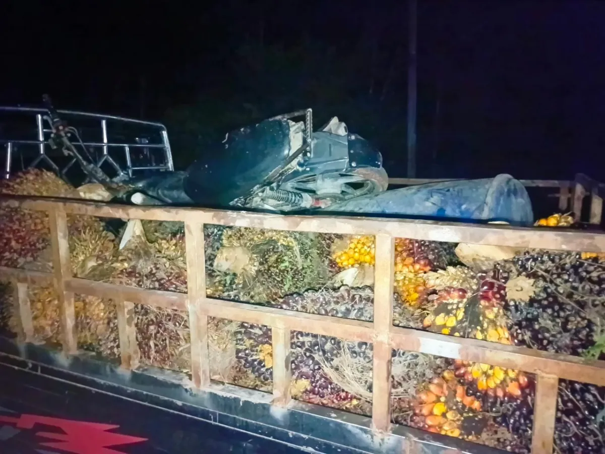 Polres Mesuji Tangkap Pemuda Diduga Curi 1,4 Ton TBS Sawit di Kebun PT SIP