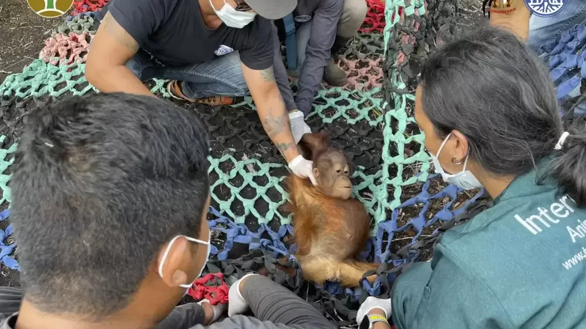 Bayi Orangutan Betina Ditemukan Sendirian di Kebun Sawit Ketapang, Kini Dikarantina