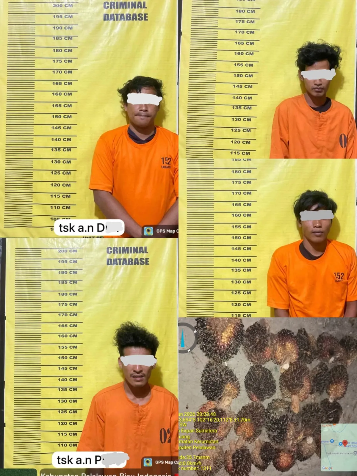 Polsek Kerumutan Proses Kasus Dugaan Pencurian Buah Sawit Milik PT Sari Lembah Subur