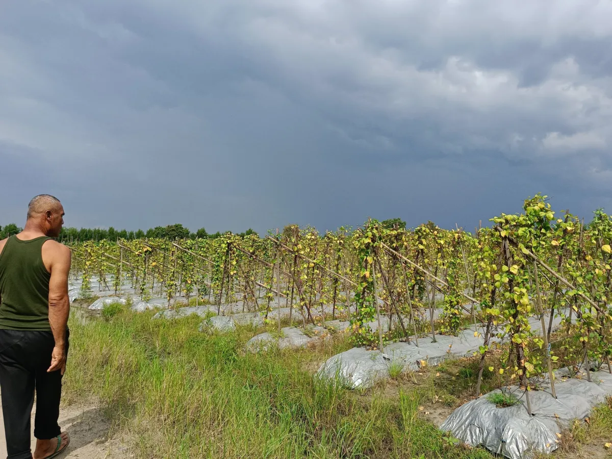 Banjir Rendam Kebun Sayur di Banjarbaru, Petani Keluhkan Penurunan Kualitas Panen