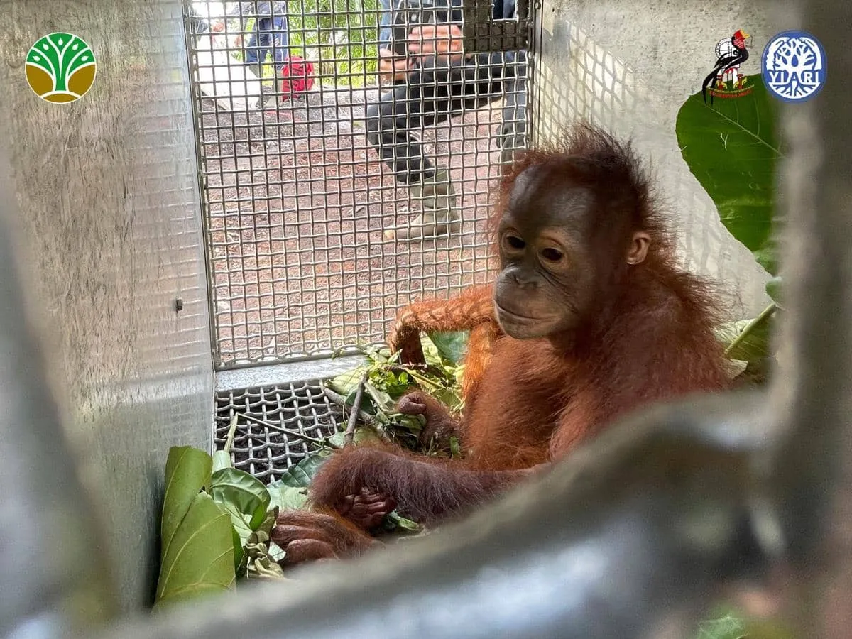 Bayi Orangutan Betina Ditemukan Sendirian di Kebun Sawit Ketapang, Dievakuasi ke Pusat Rehabilitasi