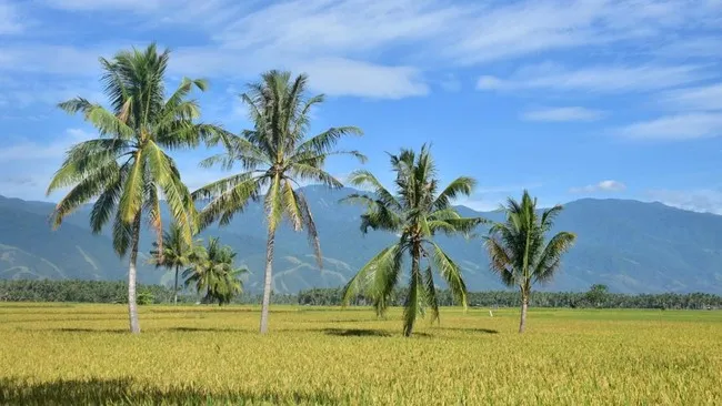 Pemerintah Bekukan Sementara Pemanfaatan Ruang Industri dan Perumahan di Kawasan Pangan