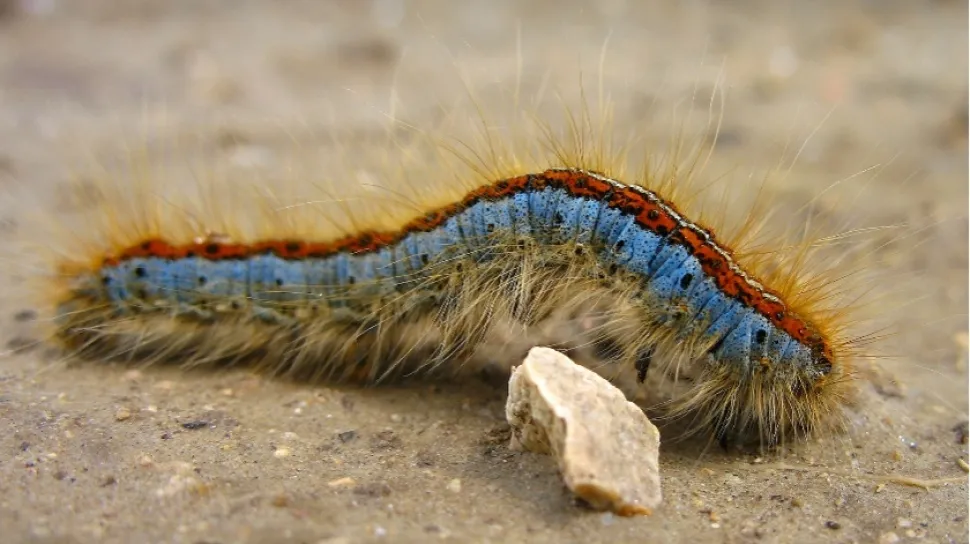 Tiga Cara Sederhana Meredakan Gatal dan Iritasi Akibat Ulat Bulu