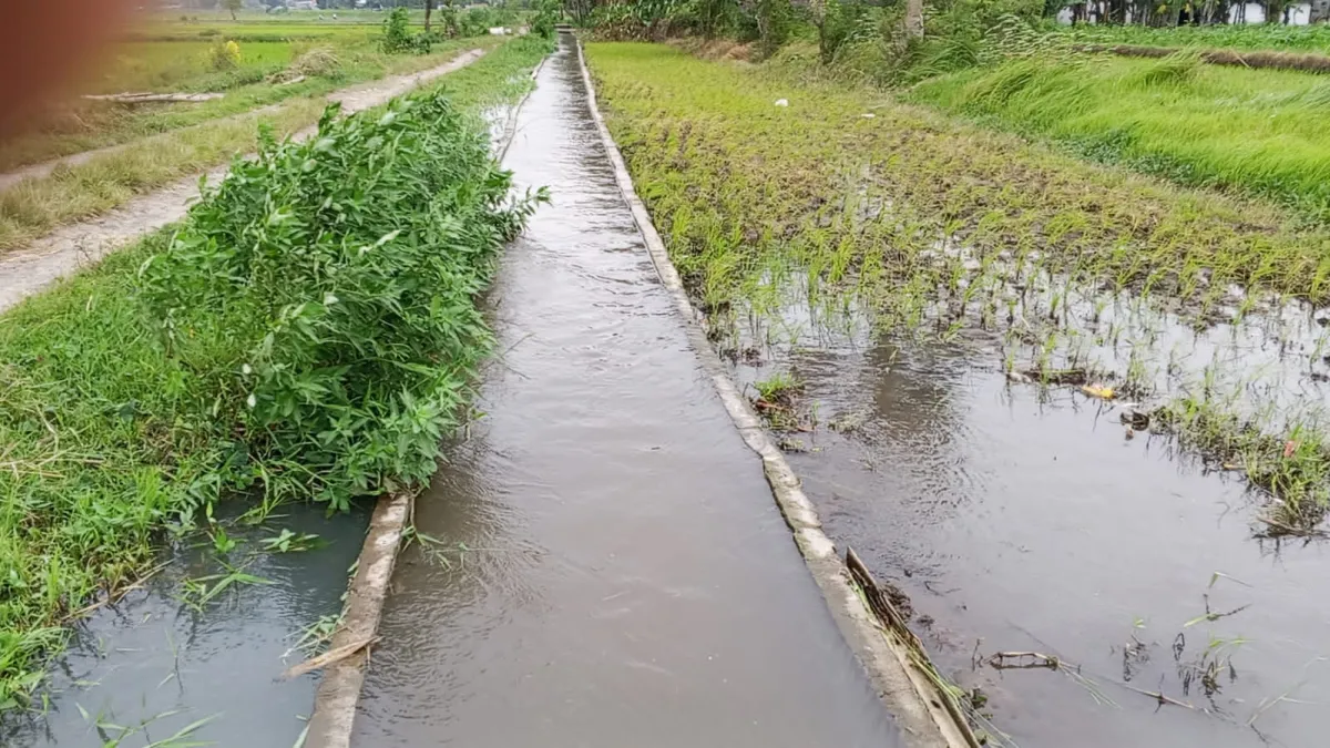 LSM Desak Kejaksaan Audit Proyek Jaringan Tersier di Desa Menampu, Jember
