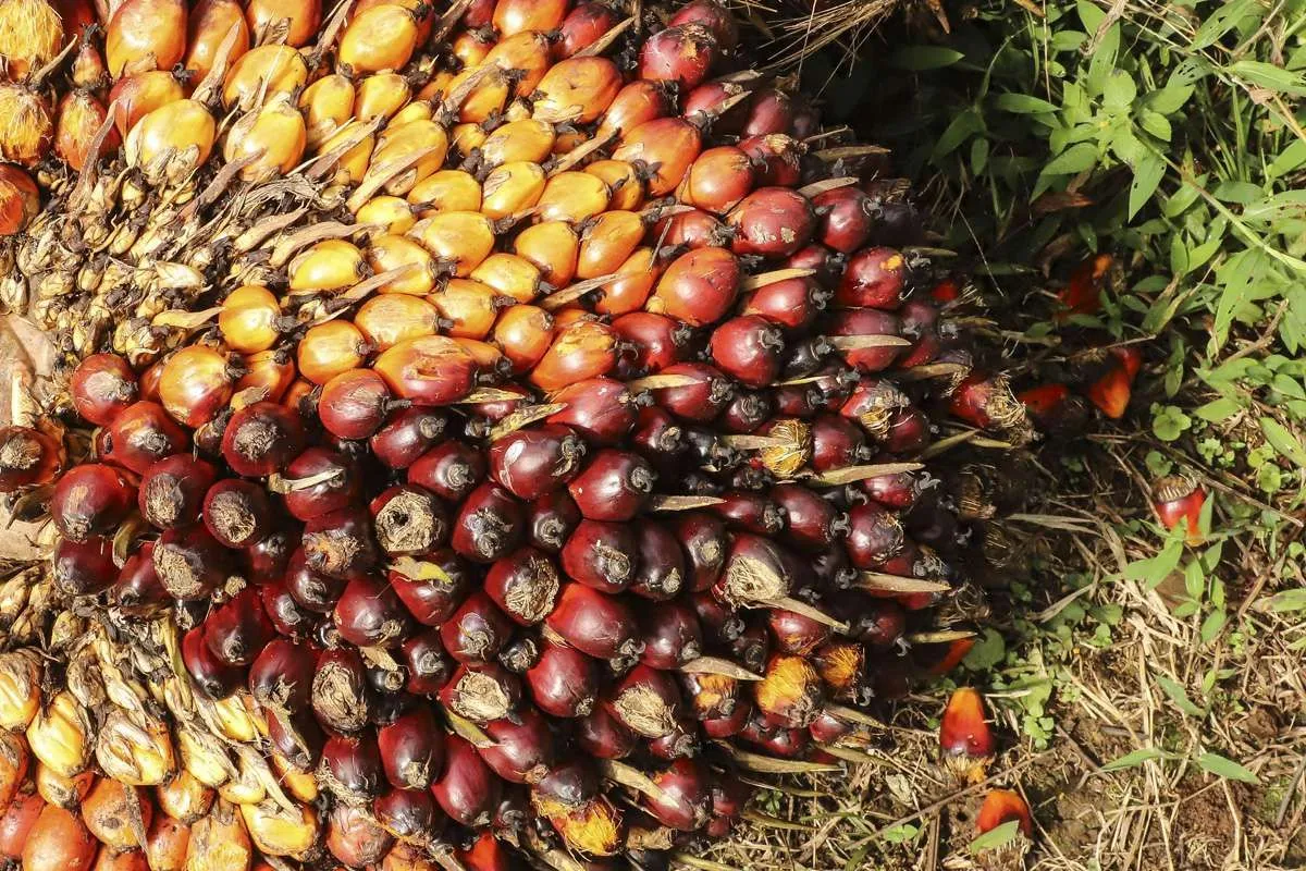 SGRO Buka Babak Baru Usai Diakuisisi Posco International