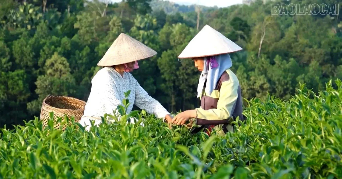 Au Lau Kembangkan Desa Kerajinan Teh Hijau Berkualitas, Perkuat Standar Produksi hingga Pemasaran