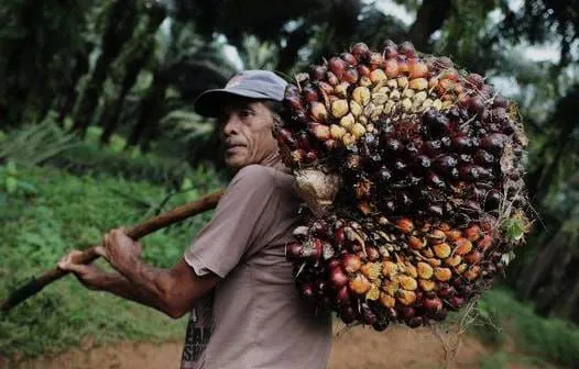 Rencana Pungutan Ekspor CPO Naik Jadi 12,5% Dinilai Berisiko Tekan Pendapatan Petani Sawit