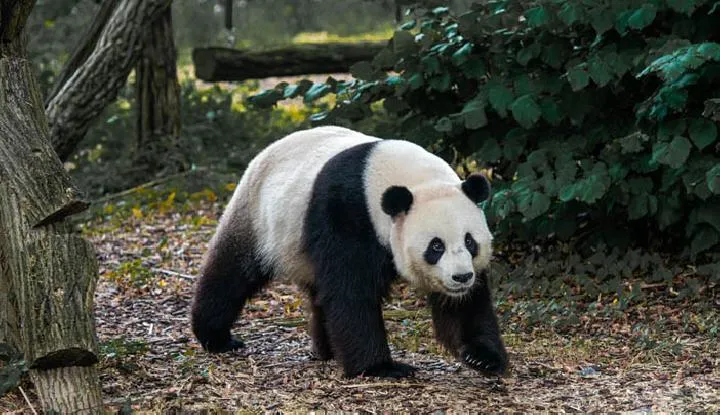 Ribuan Pengunjung Padati Kebun Binatang Ueno, Ucapkan Selamat Tinggal kepada Dua Panda Terakhir di Jepang