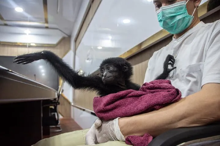 Polresta Pekanbaru Tangkap Terduga Pelaku Perdagangan Anak Siamang, Pemilik Asal Masih Diburu