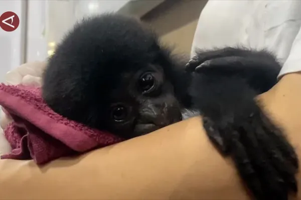 Polresta Pekanbaru Ungkap Dugaan Perdagangan Siamang Dilindungi