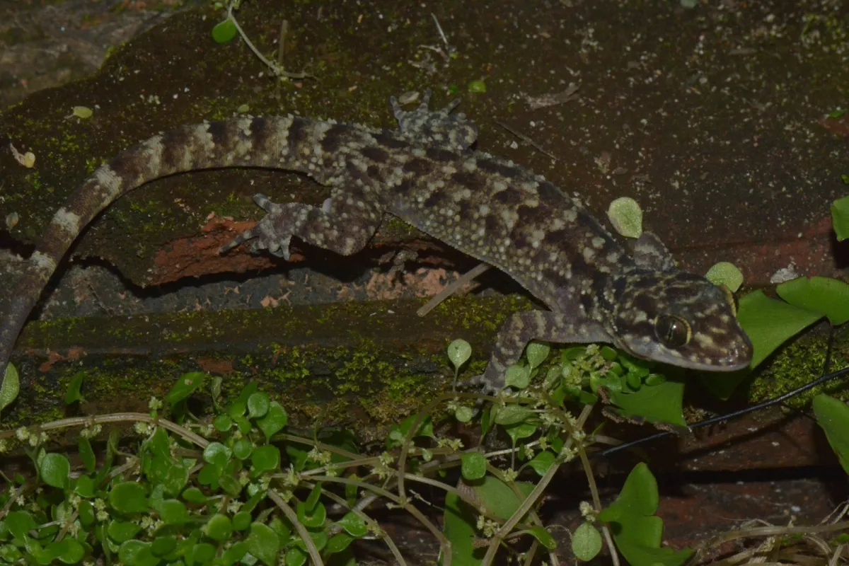 Spesies Baru Cecak Jarilengkung dari Jawa Timur Ditemukan, Diberi Nama C. pecelmadiun