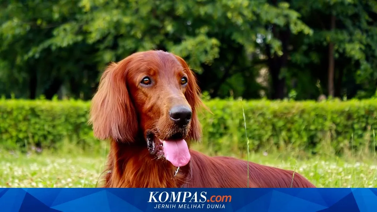 Empat Alasan Anjing Sering Menjulurkan Lidah, dari Terengah-engah hingga Sindrom Lidah Gantung
