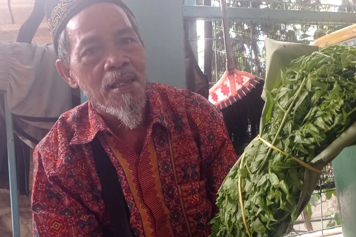 Petani Lebak Pasarkan Daun Pakis dan Rebung ke Jakarta untuk Tingkatkan Pendapatan Keluarga