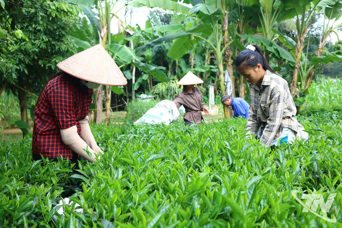 Dusun Phu Tho Bertumpu pada Teh: Dari Masa Sulit hingga Produksi Teh Aman