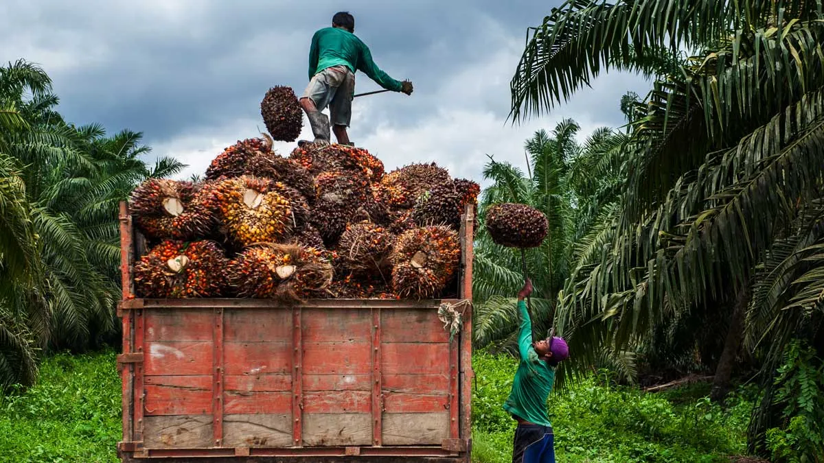 Harga TBS Sawit Kalbar Periode III Januari 2026 Ditentukan, Tertinggi Rp3.283,26 per Kg