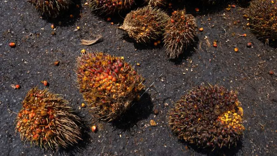 Harga CPO di Bursa Malaysia Naik Tiga Hari Beruntun, Sentuh Level Tertinggi Dua Bulan