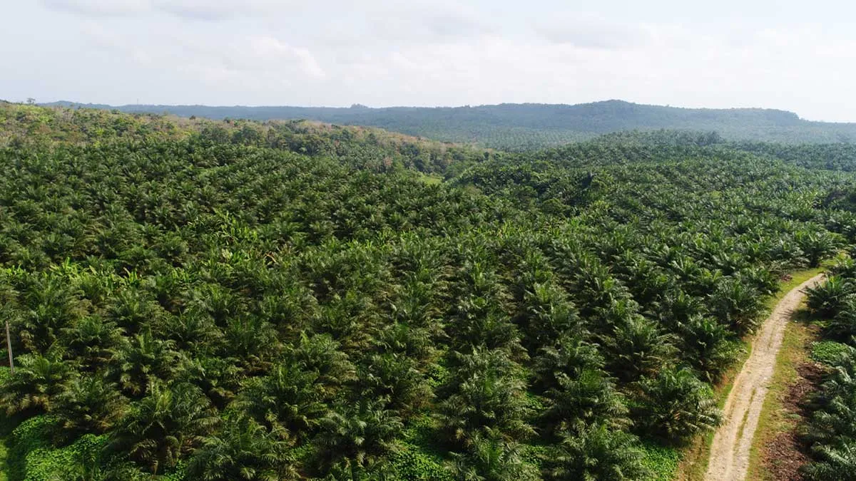 Prof Budi IPB: Sawit Strategis bagi Indonesia karena Produktif Meski di Lahan Marginal