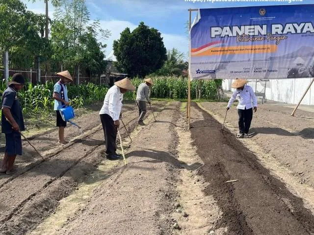 Warga Binaan Lapas Tobelo Kembali Tanam Bibit Caisim di Lahan Pertanian Lapas