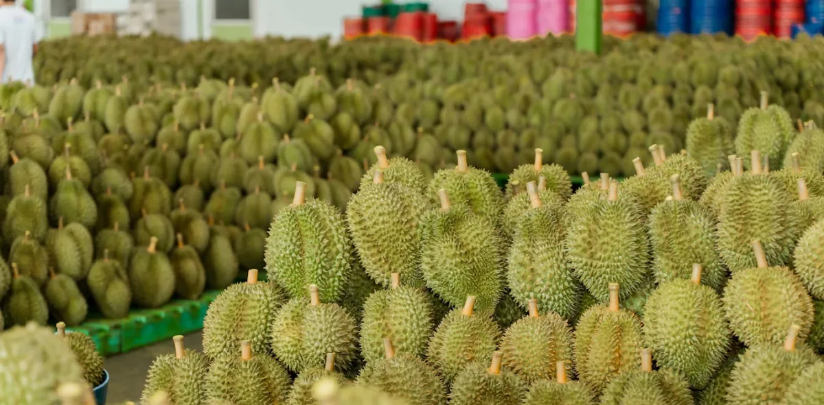 Demam Durian di China: Dari ‘Buah Busuk’ dalam Catatan Dinasti Ming hingga Instrumen Diplomasi Asia Tenggara
