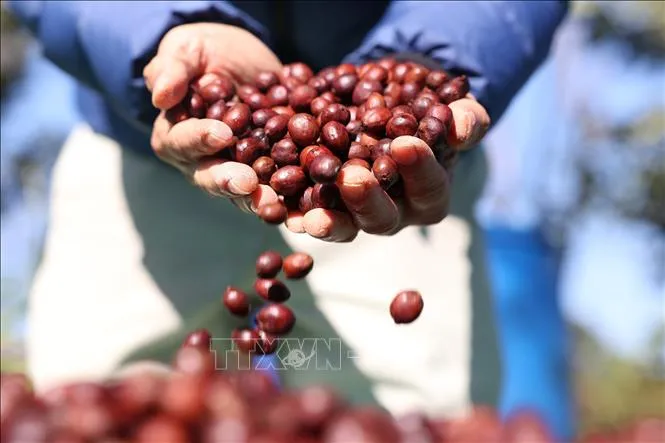 Harga Kopi Dunia Melonjak, Pasar Beras Asia Masih Lesu
