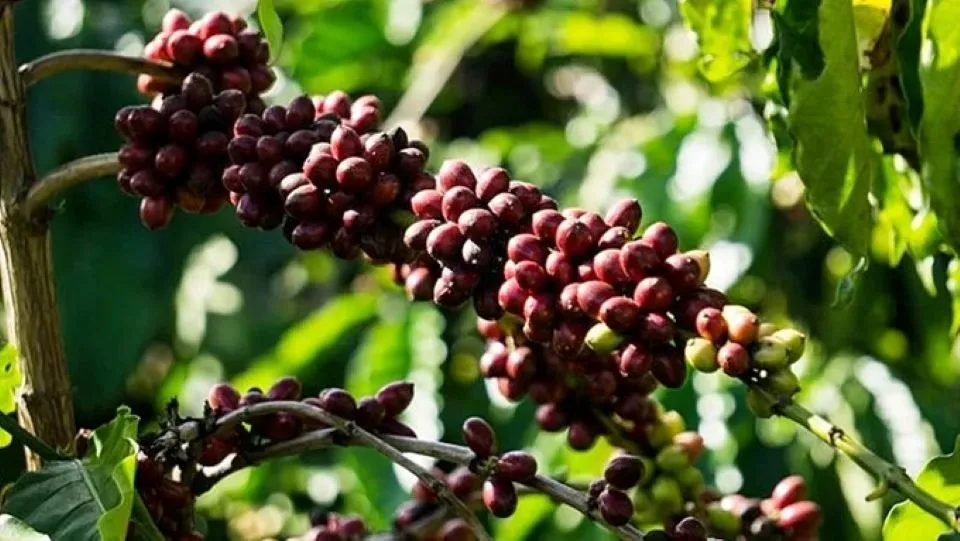 Harga Kopi dan Lada 24 Januari 2026: Robusta Melemah, Arabika Menguat Tipis; Lada Berbalik Naik