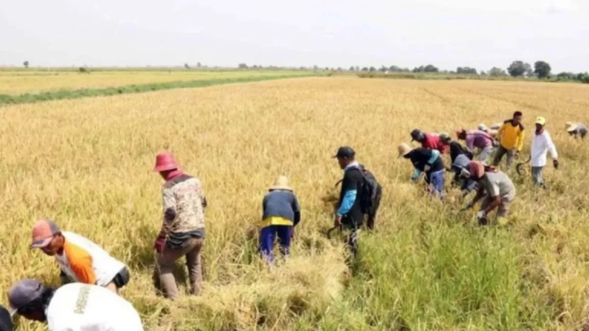 BRIN Kembangkan AI dan Penginderaan Jauh untuk Dukung Pertanian Presisi