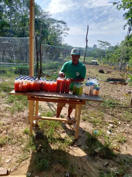 Petani Sawit di Muba Racik “Bakteri Fotosintesis” dari Bahan Dapur untuk Rawat Bibit