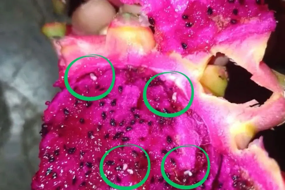 Video Buah Naga Diduga Berulat di Menu MBG Sawitto 01 Pinrang Beredar, SPPG Klaim Sudah Disortir