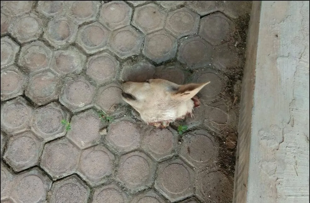 Palti Hutabarat Disebut Diteror Kepala Anjing di Deli Serdang, BBHAR PDIP: Terjadi Rabu Malam