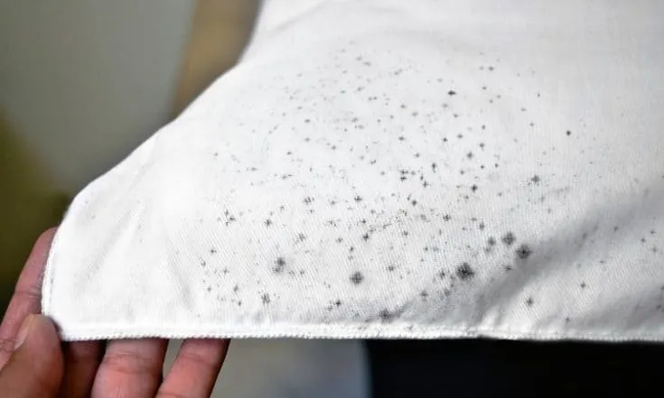 Bintik Hitam di Bantal Bisa Muncul karena Jamur, Ini Penyebab dan Cara Mengatasinya