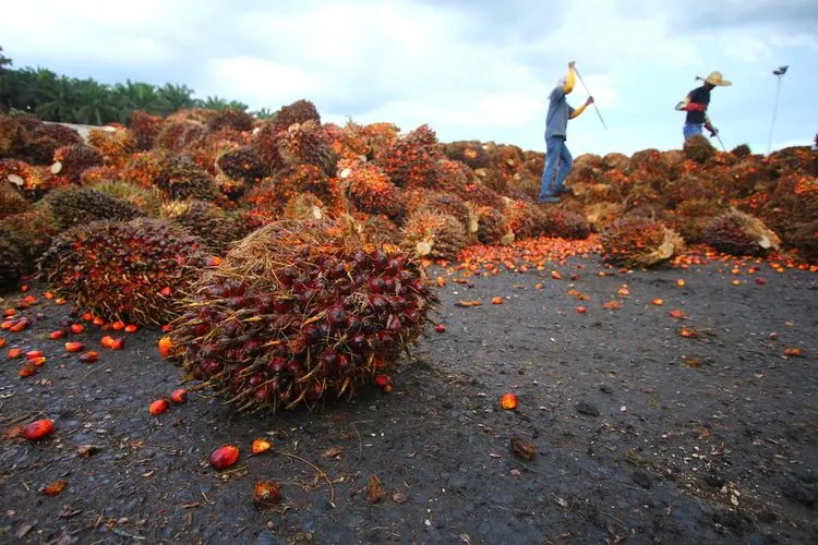 BRIN dan Agrinas Palma Perkuat Riset Inovasi Industri Sawit Berkelanjutan