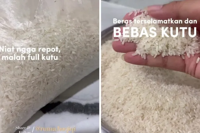 Stok Beras Diserbu Kutu, Warganet Bagikan Cara Mengusirnya dengan Dua Bahan Dapur