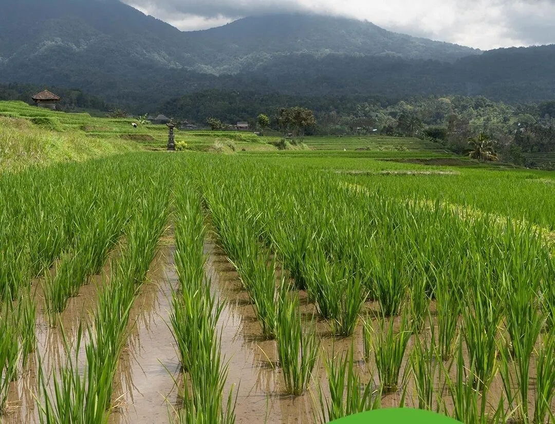 Webinar Bahas Integrasi KP2B dan LP2B dalam Rencana Tata Ruang untuk Perkuat Ketahanan Pangan