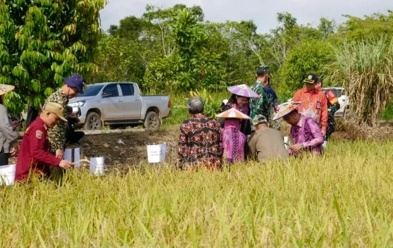 Panen Padi di Rapak Oros Kutai Barat Tunjukkan Hasil Inovasi Pertanian Berbasis Riset