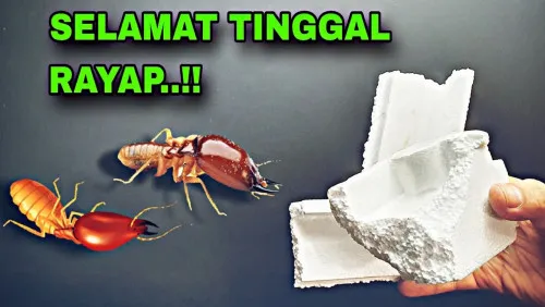 Cara Sederhana Lindungi Kayu dari Rayap dengan Garam dan Pelapis Styrofoam