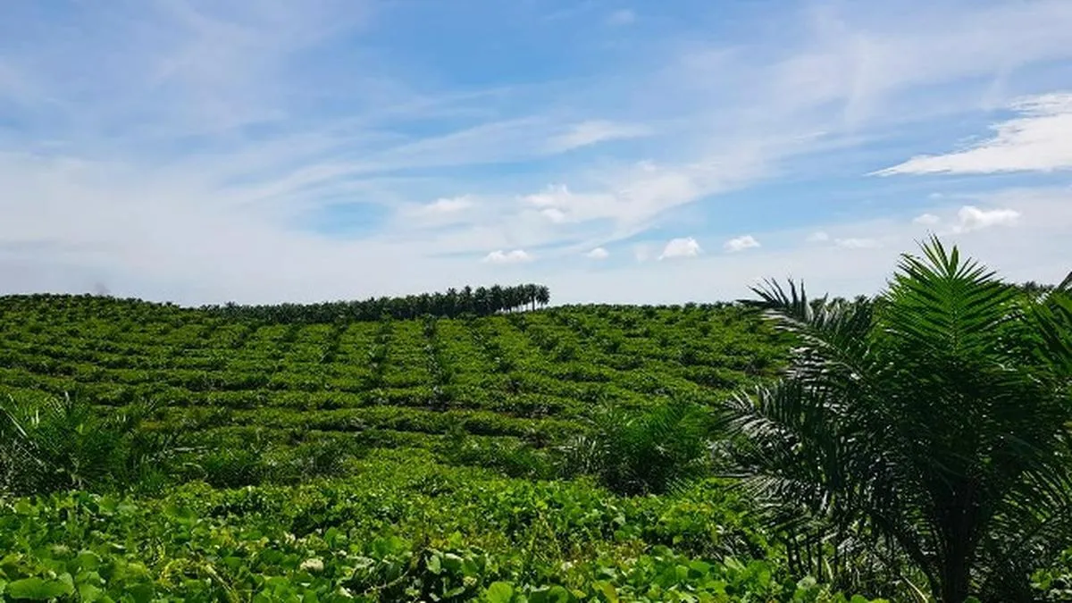 PalmCo Catat Produktivitas CPO 4,70 Ton per Hektare, Laba Bersih Rp 6,19 Triliun
