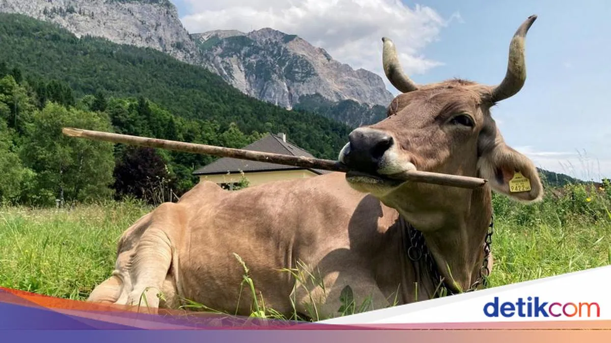 Sapi di Austria Terekam Menggunakan Alat, Peneliti Tinjau Ulang Anggapan soal Kecerdasan Sapi