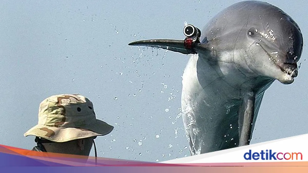 Lumba-lumba Kamikaze, Selat Hormuz, dan Bayang-bayang Perang yang Mencari Celah