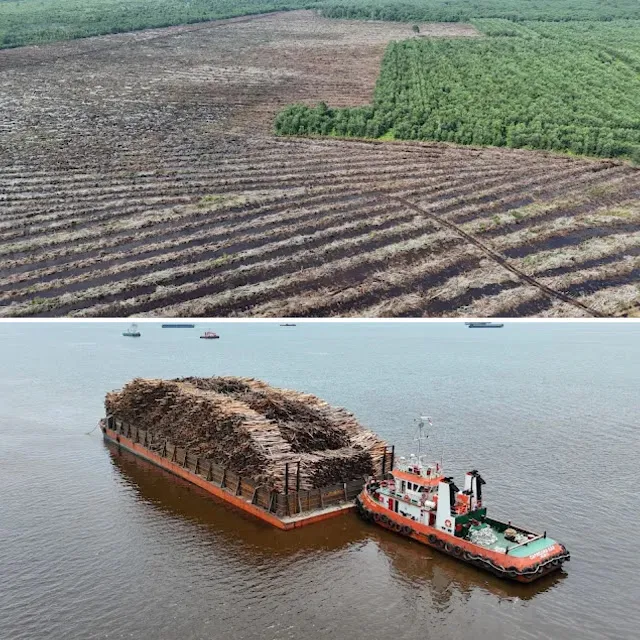 WALHI Riau Minta Pencabutan Izin PT SRL dan PT SSL Diikuti Pemulihan Lingkungan dan Evaluasi Perusahaan Lain