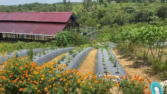 Balikpapan Matangkan Optimalisasi Lahan Bukit Sinjai untuk Perkuat Ketahanan Pangan Penyangga IKN