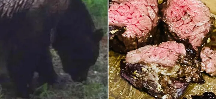 Serangan Beruang Meningkat, Jepang Alami Lonjakan Perburuan dan Tren Kuliner Daging Beruang
