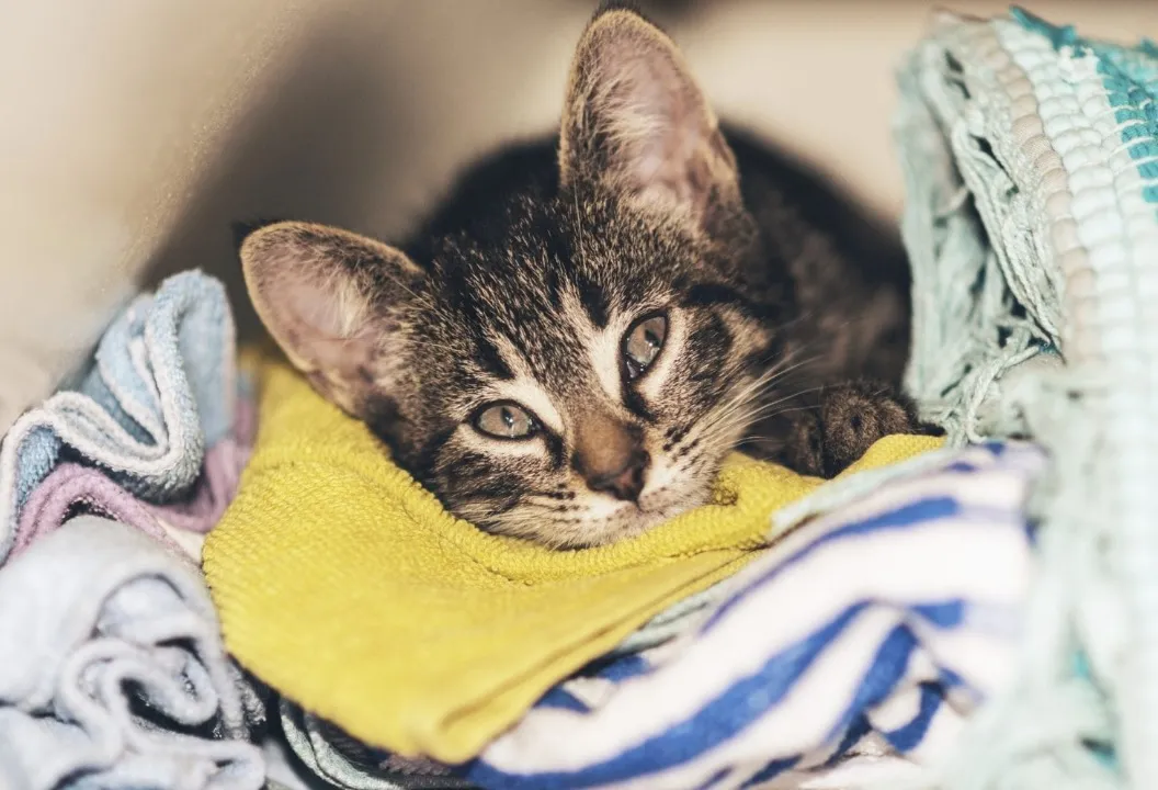 Trik Menghilangkan Bulu Kucing di Pakaian Kerja dengan Rendaman Cuka Putih