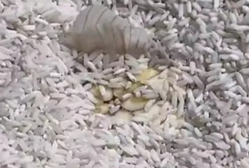 Trik Menghilangkan Kutu Beras dengan Bawang Putih, Cukup Didiamkan Sehari