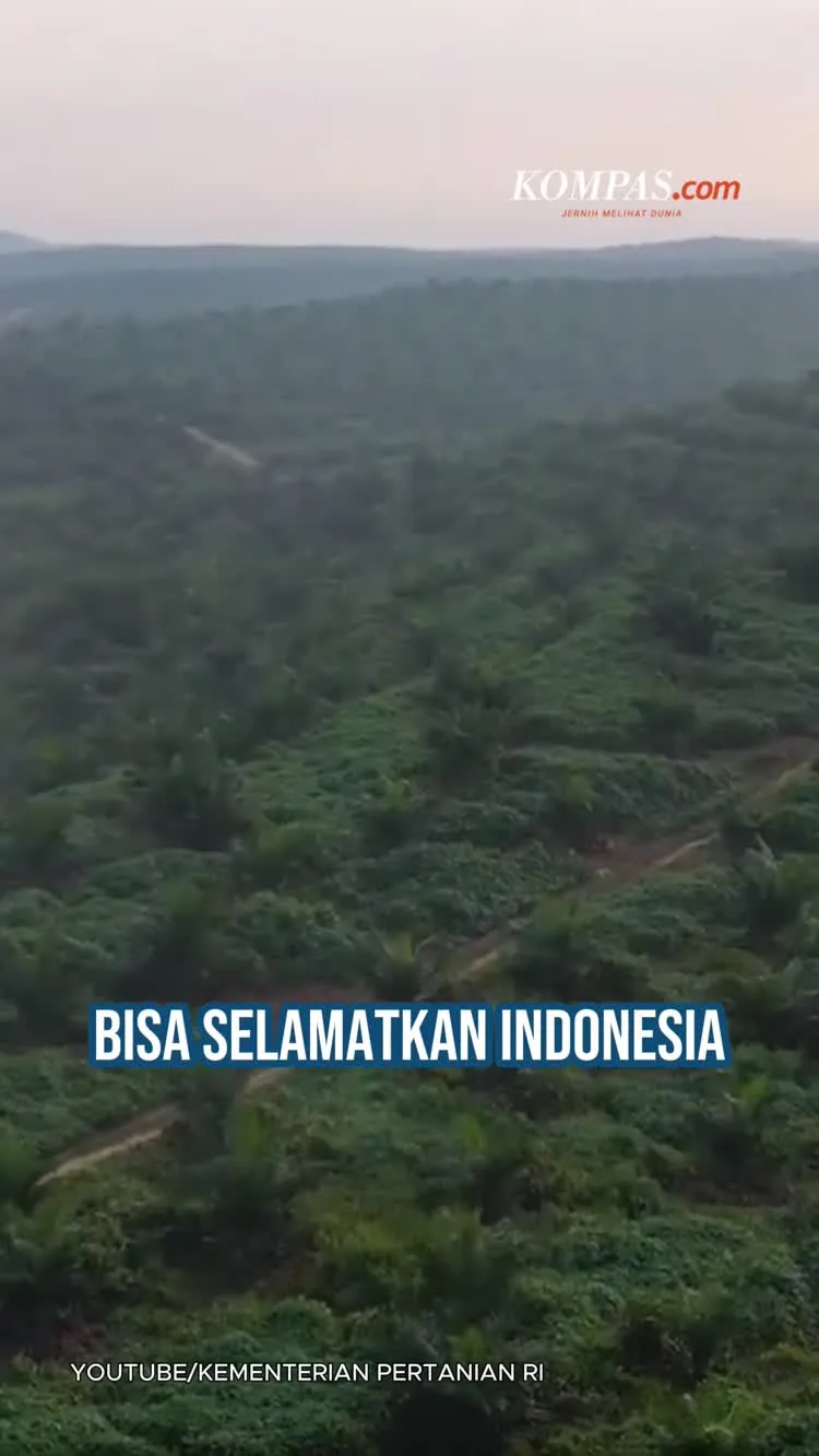 Narasi Sawit Jadi Penyelamat Saat Krisis Minyak Global Muncul, Ekonom: Tetap Bergantung Kebijakan Campuran