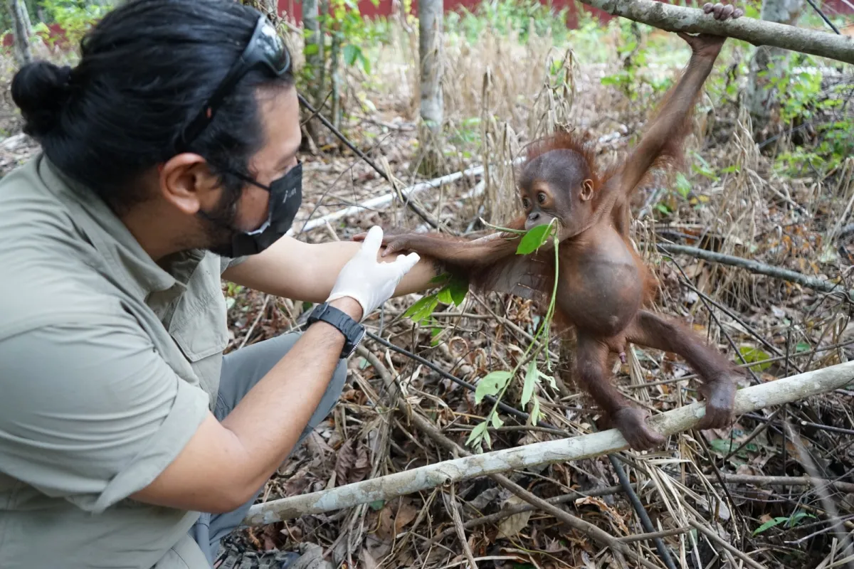 Bayi Orangutan Ditemukan di Kebun Sawit Kutai Timur, Jalani Perawatan dan Rehabilitasi di PPS Long Sam