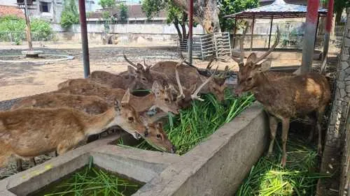 Kondisi Rusa di Bonbin Mini Pendopo Tulungagung Berangsur Membaik, Pakan Kini Lebih Beragam