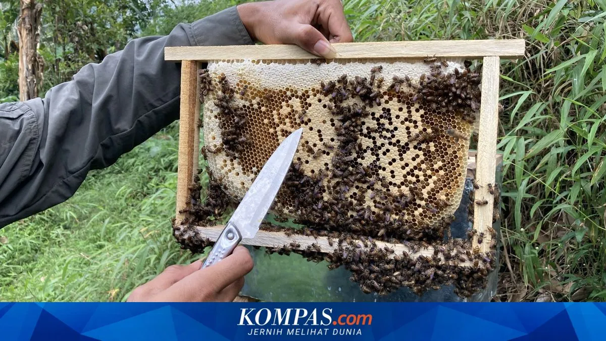 Peternak Lebah Bagikan Cara Membedakan Madu Murni dan Madu Oplosan