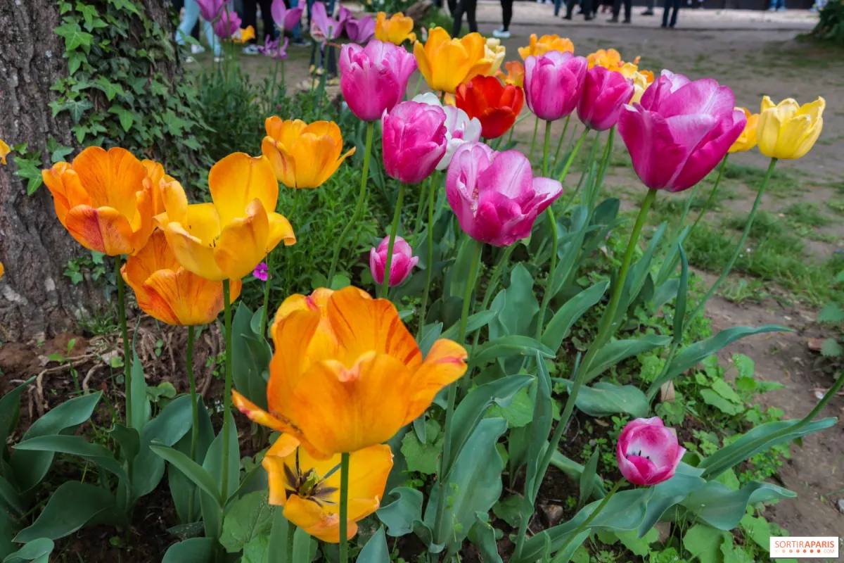 Festival Tulip 2026 di Saint-Denis Kembali Digelar Gratis pada 18–19 April