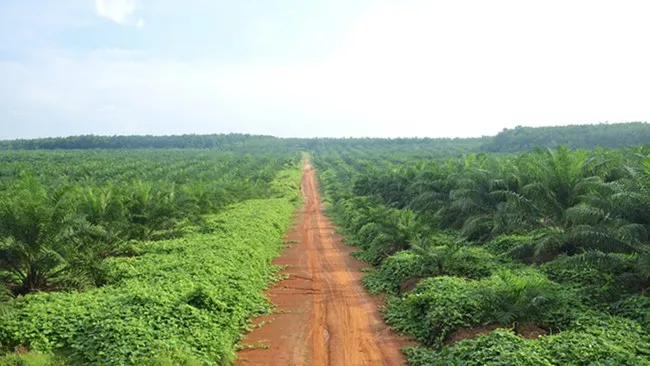 Bea Keluar 2025 Tembus Rp 28,44 Triliun, Produk Sawit Sumbang 77%